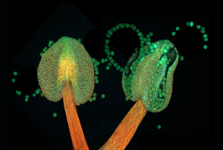 10. Пыльник цветущей резуховидки Таля микроскоп, факты