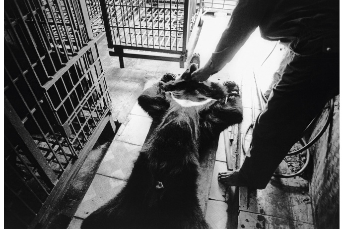  За чашкой чая владелец фермы готовит раствор для анестезии. Под наркозом медведям проделывают отверстие в животе и выкачивают через него желчь.