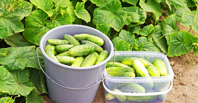 как продлить жизнь огурцам