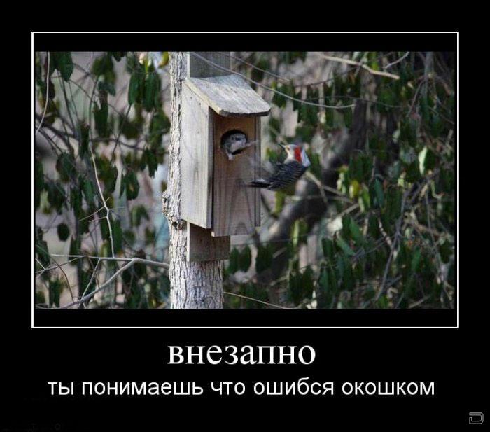 Утренние демотиваторы для хорошего настроения (11 фото)