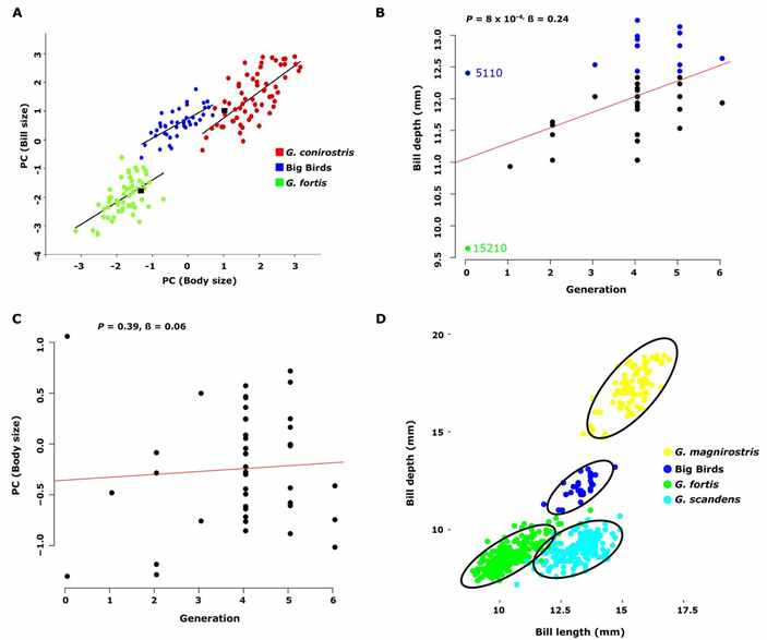 Рис. 4. Морфология «больших птиц». A — соотношение размера клюва (по вертикальной оси) и размера тела (по горизонтальной оси) у «больших птиц» (синие точки) и двух родительских видов (зеленые и красные точки). B — увеличение вертикального размера основания клюва (bill depth) у «больших птиц» в течение шести поколений. Синяя точка с номером 5110 соответствует отцу-основателю, зеленая точка 15210 — его супруге, другие синие точки — «большим птицам» с более крупным клювом, чем у родоначальника. С — изменение размера тела у «больших птиц» в течение шести поколений (график показывает отсутствие значимого роста). D — пропорции клюва (по вертикальной оси — вертикальный размер основания, по горизонтальной — длина) у четырех видов вьюрков, обитающих на острове Дафне. Рисунок из обсуждаемой статьи в Science