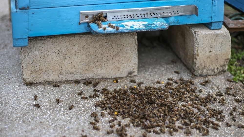 Во всем мире массово гибнут пчёлы