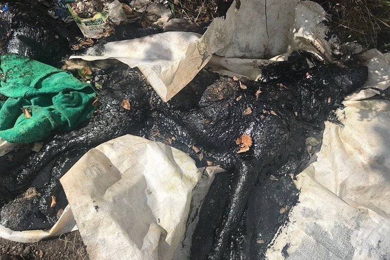 3-х собак обмотали пакетами и залили гудроном… «Бедная троица» из Пскова выжила, но чудеса на этом не кончились