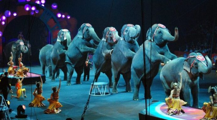 circus-is-over-for-elephants-e1508450339544-800x445