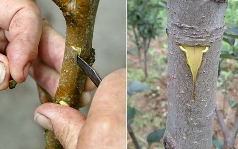 прививка деревьев для начинающих
