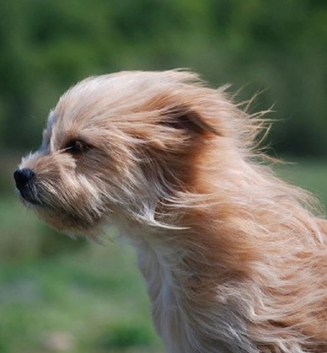 Сильный ветер 