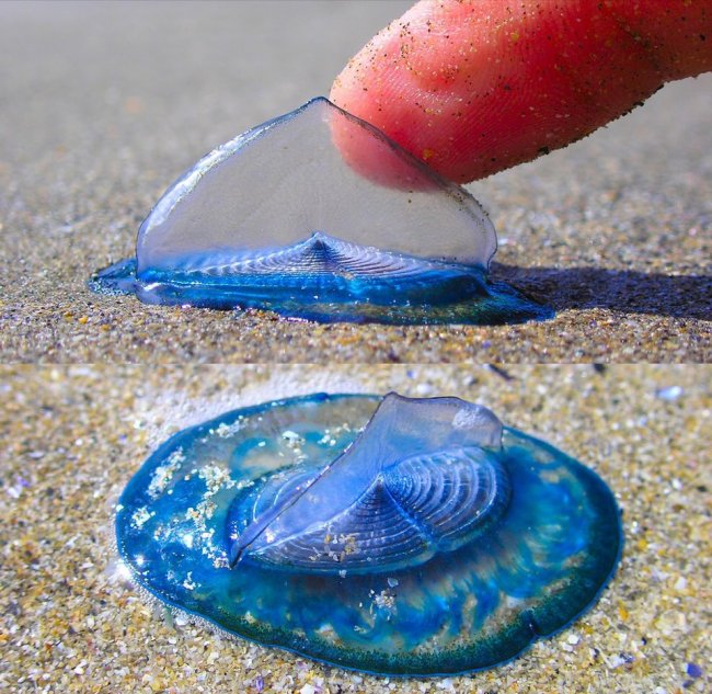 Velella velella необычное и уникальное существо в своём роде (3 фото)