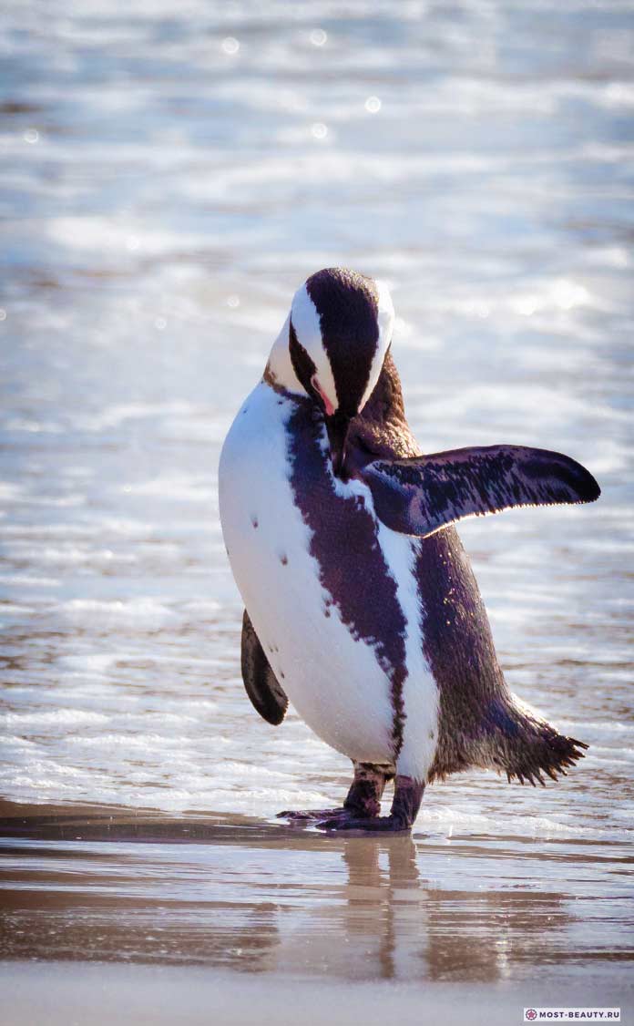 Африканский пингвин. CC0
