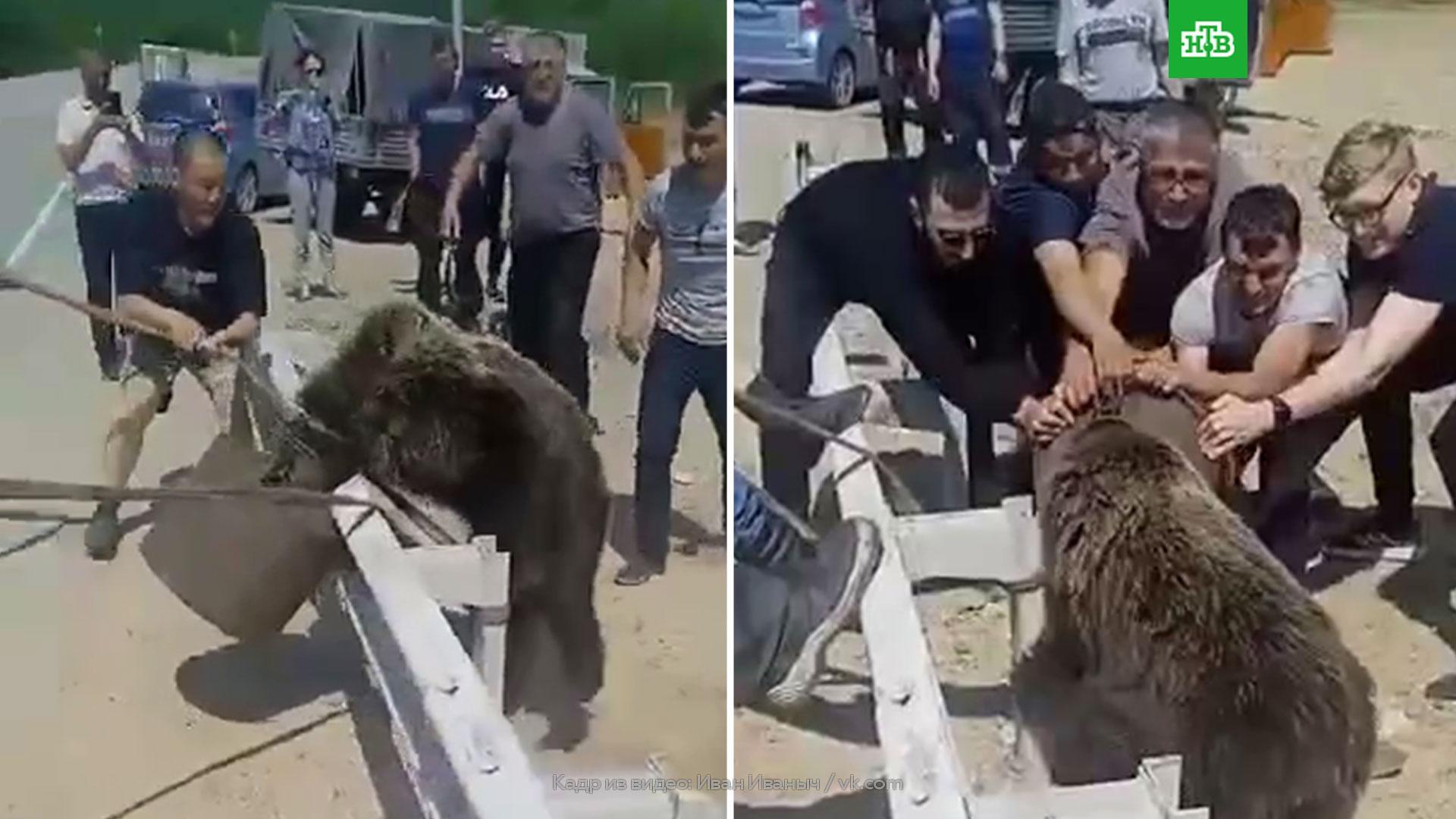 Фото Нападения Медведя На Дорожников