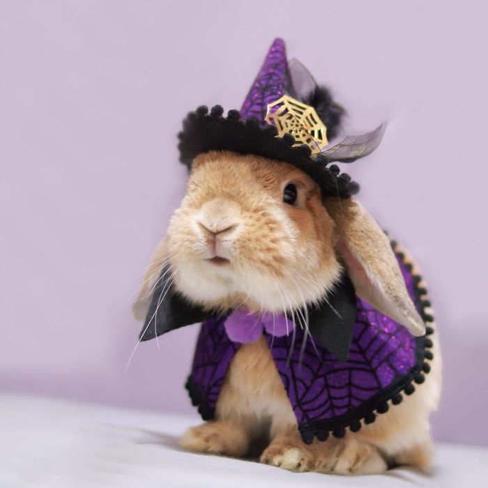 кролик PuiPui, самый стильный кролик во всём интернете