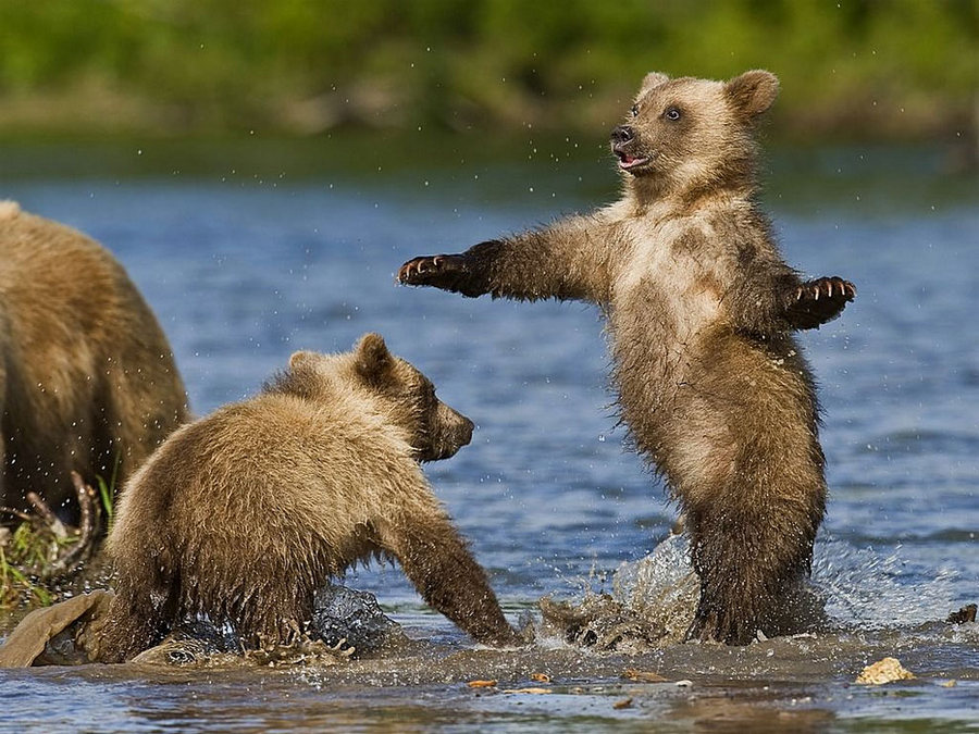 Невероятные фотографии медведей 28