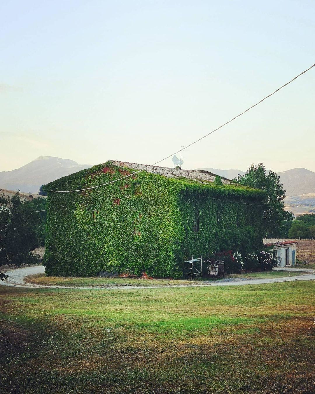 Вот так засосало... О домах, поглощённых плющом 