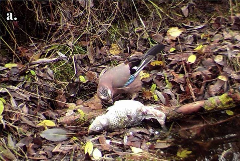 Установленные в Чернобыле камеры-ловушки показали, что в Зоне происходит что-то невероятное 