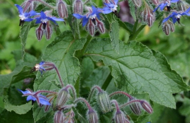 Бурачник лекарственный (Borago officinale L.)