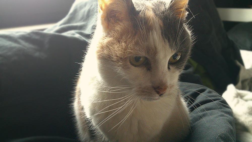 Как выглядят коты, когда стареют картинки,супер