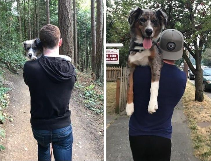 Любителям собакенов: большие собаки созданы для людей с огромным сердцем 