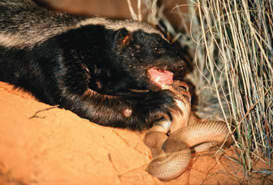 Тасманский дьявол, животное: описание, распространение, образ жизни
