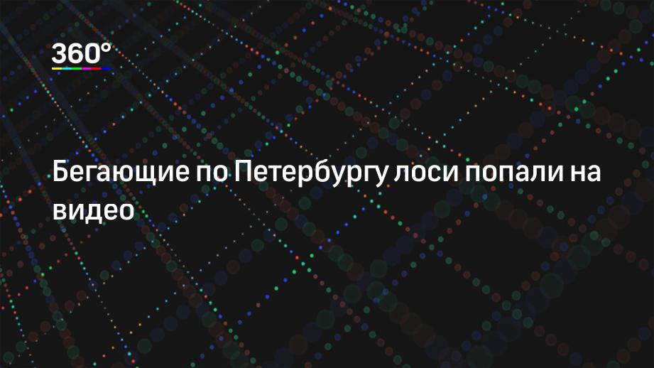 Бегающие по Петербургу лоси попали на видео