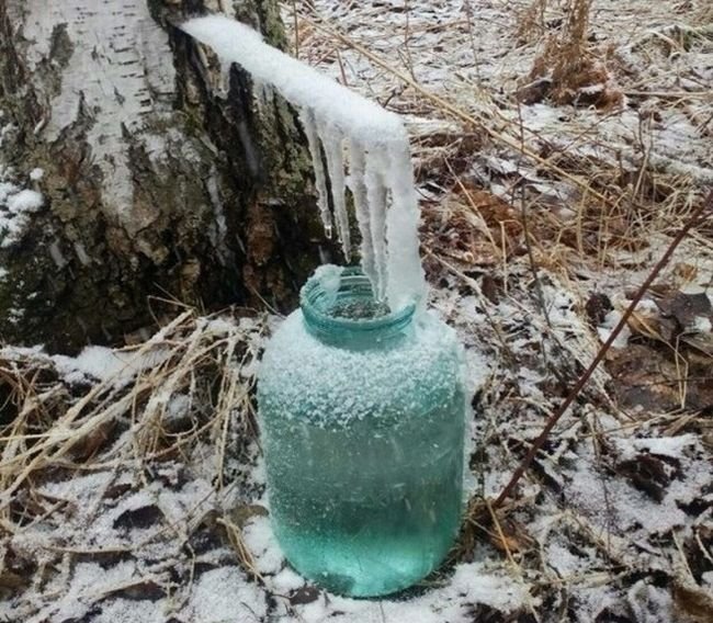 Березовый сок прикольные картинки