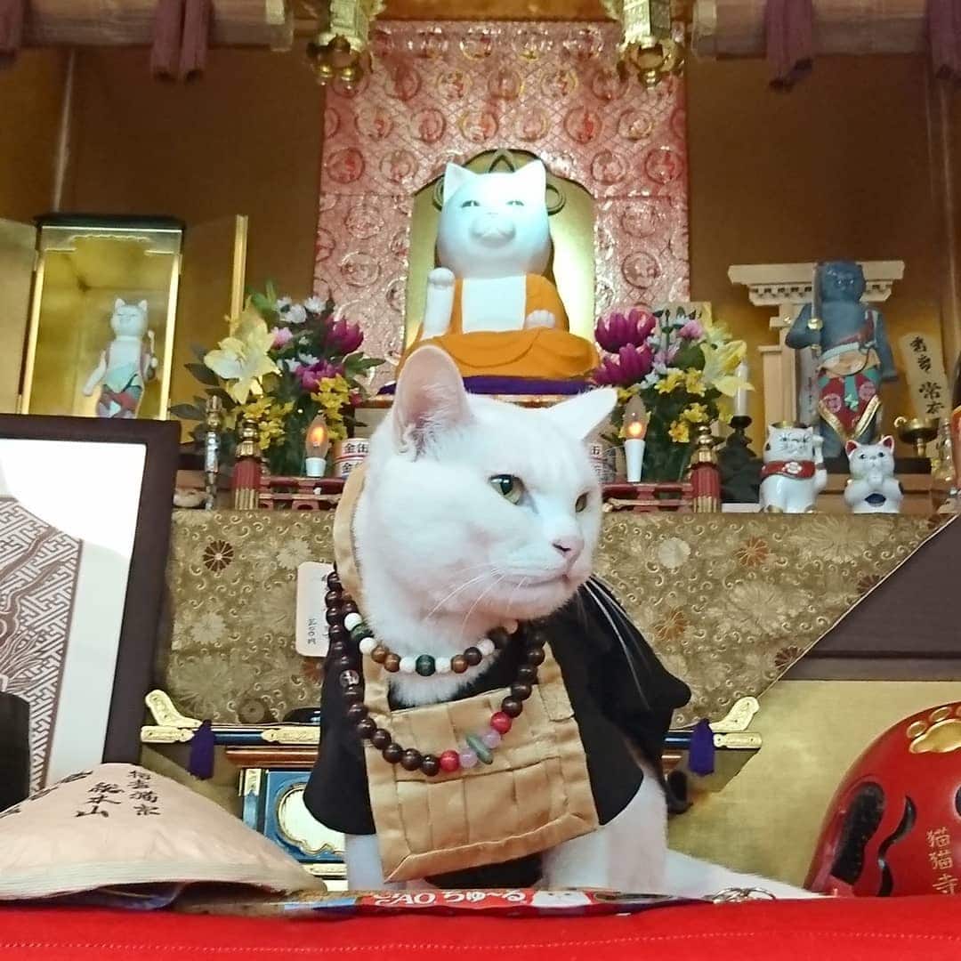 В Японии есть настоящий кошачий храм, чьи монахи обратят вас в свою веру безо всяких служб интересное,кошки и коты,храм,Япония