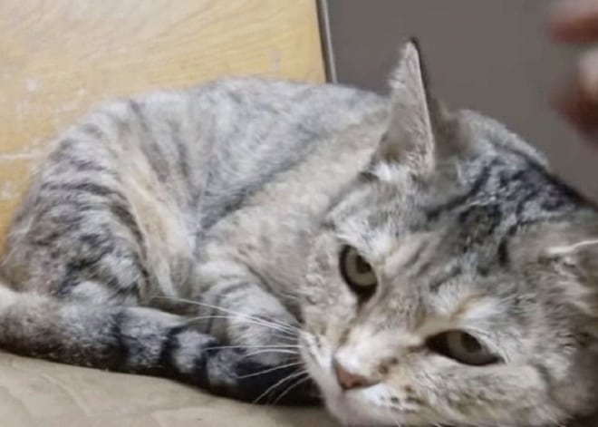 Кошка лежит