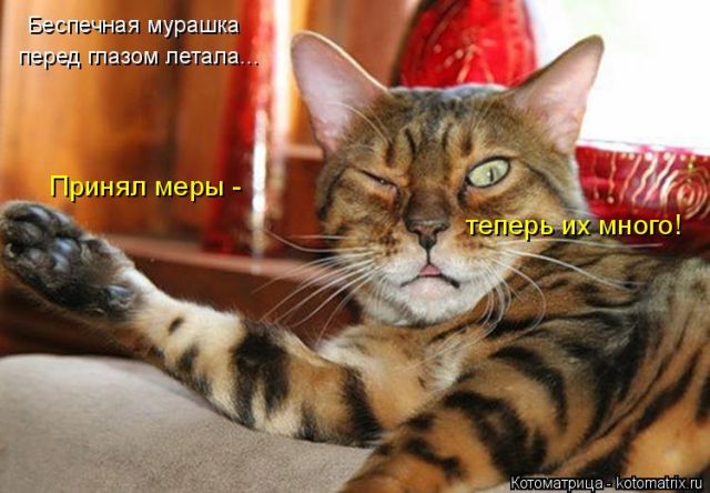 Лучшие котоматрицы недели (50 фото)