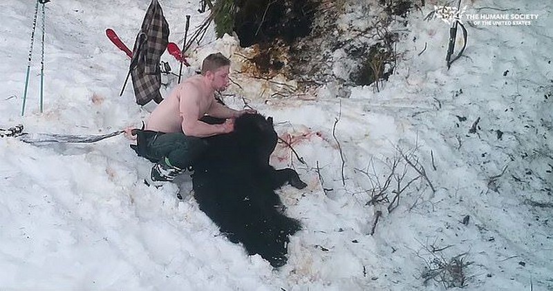 Папаша с сынком убили спящих медведицу с медвежатами Папаша с сынком убили спящих медведицу с медвежатами животные