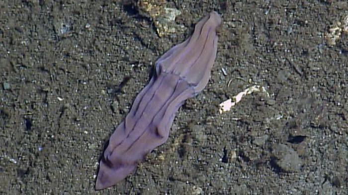 Морское животное лиловый носок