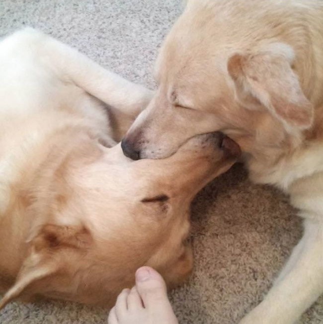 16 собак, которые слишком устали быть хорошими мальчиками 16 собак, которые слишком устали быть хорошими мальчиками