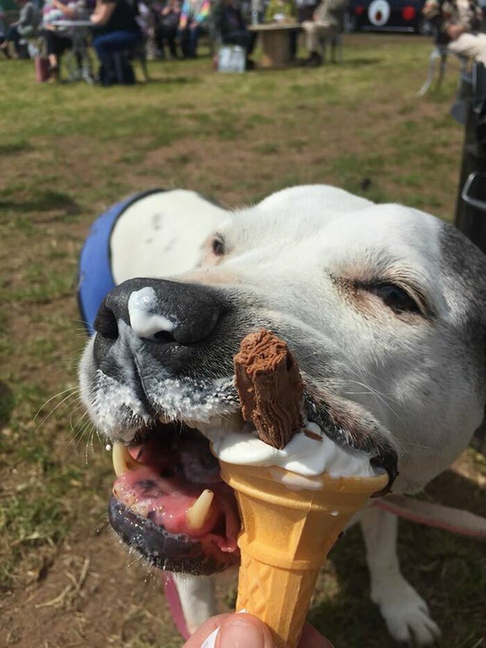 Хоспис для брошенных собак: медсестра даже на пенсии нашла способ помогать нуждающимся 