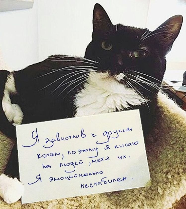 Самые дерзкие и нахальные коты, которые не собираются никого слушать! Самые дерзкие и нахальные коты, которые не собираются никого слушать!
