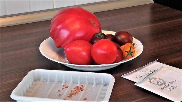 Заготовка семян томатов. Фото автора