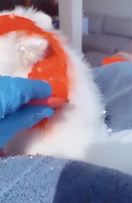 Пэрис Хилтон покрасила своих собак в цвета американского флага в честь Дня поминовения Звезды,Новости о звездах