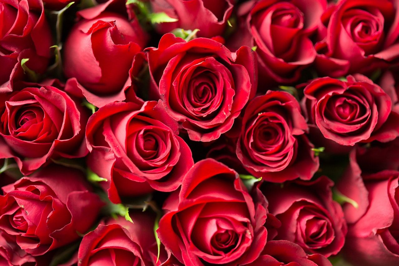 Живой триколор из пятидесяти тысяч роз создадут в Краснодаре на День России Общество