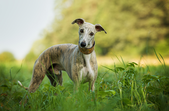 Какая порода собак самая быстрая? Какая порода собак самая быстрая?