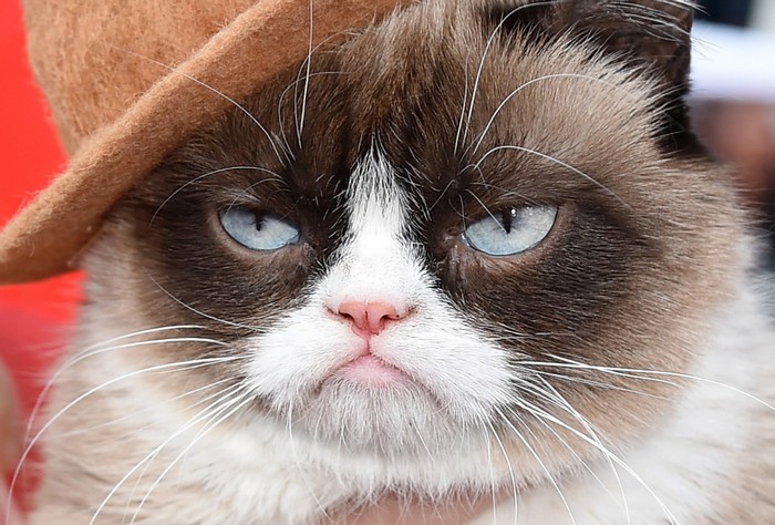 Grumpy Cat - самый известный в мире кот