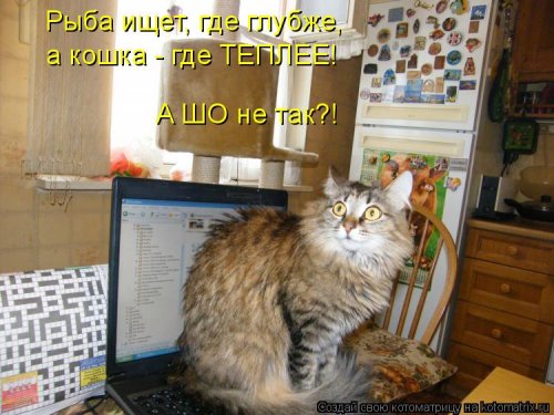 Лучшая котоматрица недели Лучшая котоматрица недели смешные картинки