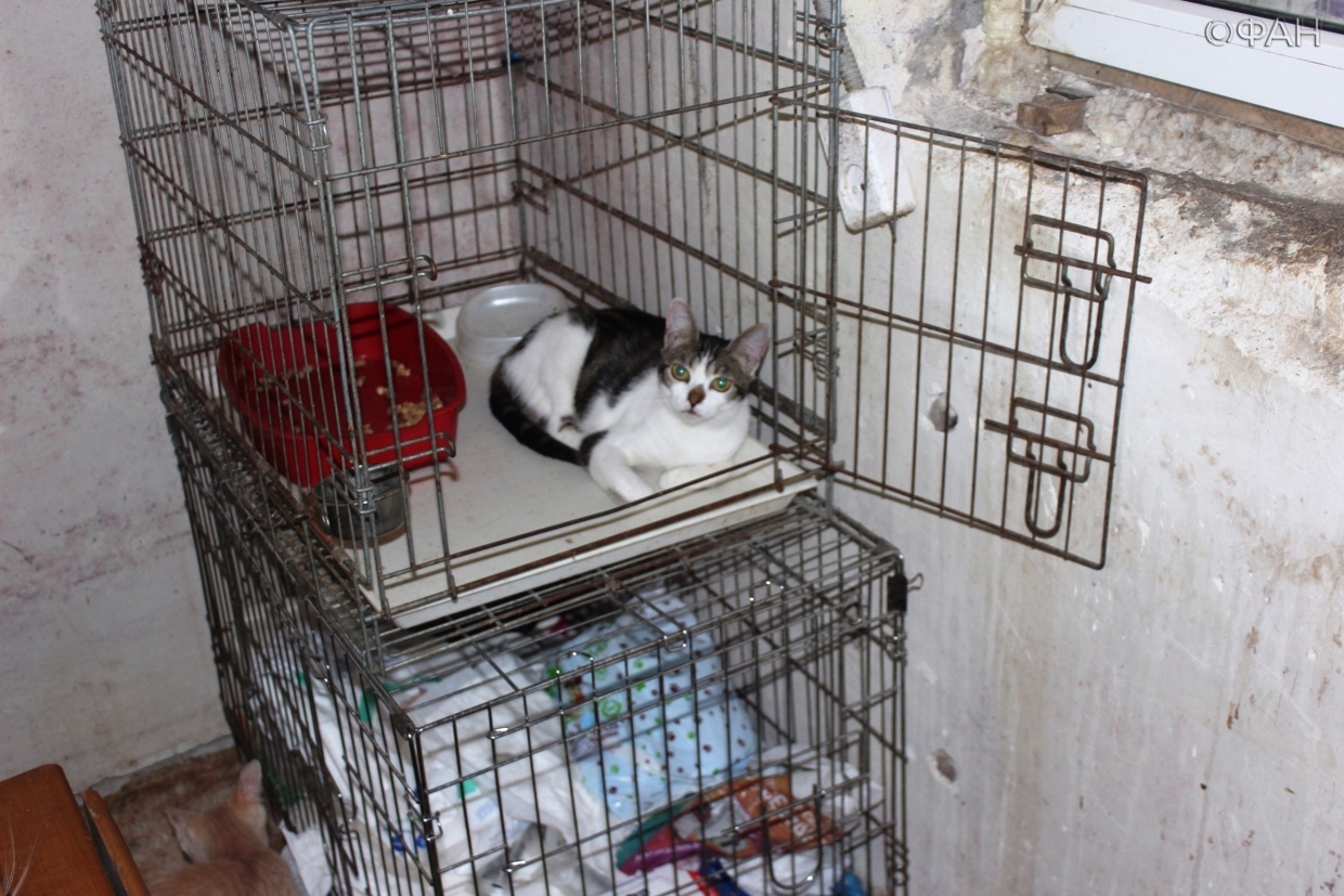 Единственную в Севастополе кошачью передержку хотят выселить и закрыть через суд