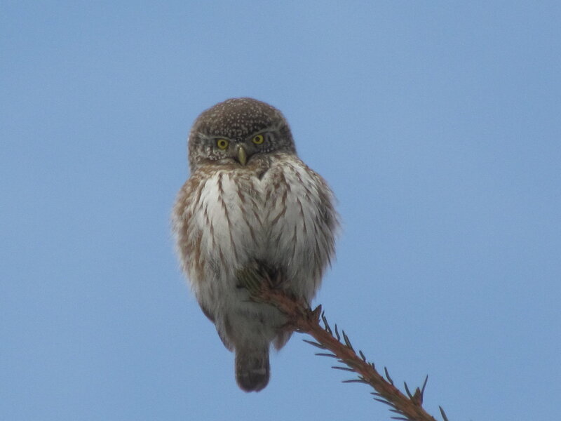 Воробьиный сычик ( Glaucidium passerinum)