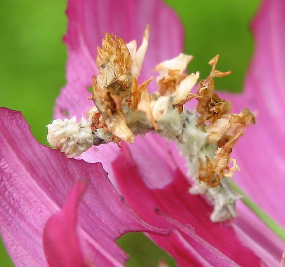 Гусеница-цветок фото