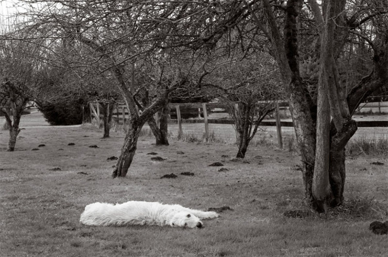 Мегги (11 лет) собаки, фото собак, фотографии животных