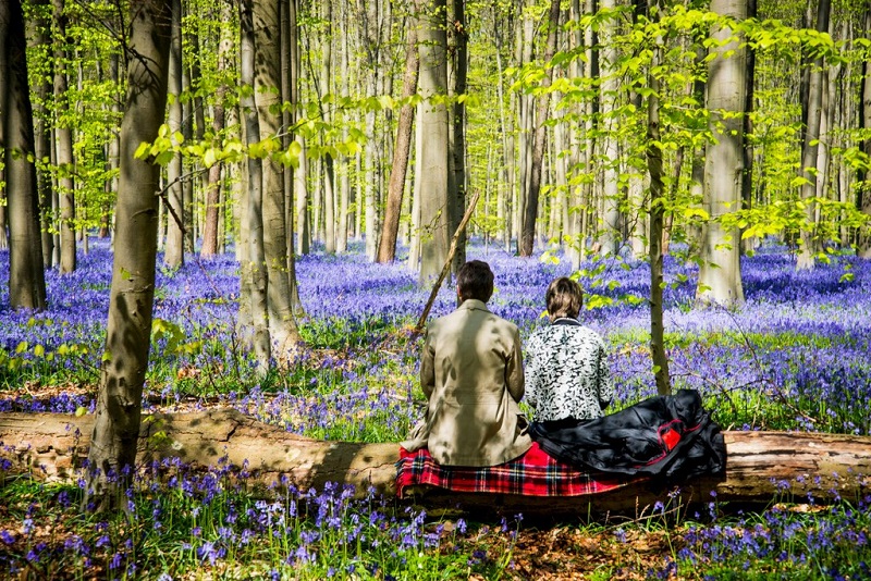 Халлербос – синий лес в Бельгии Халлербос – синий лес в Бельгии Путешествия