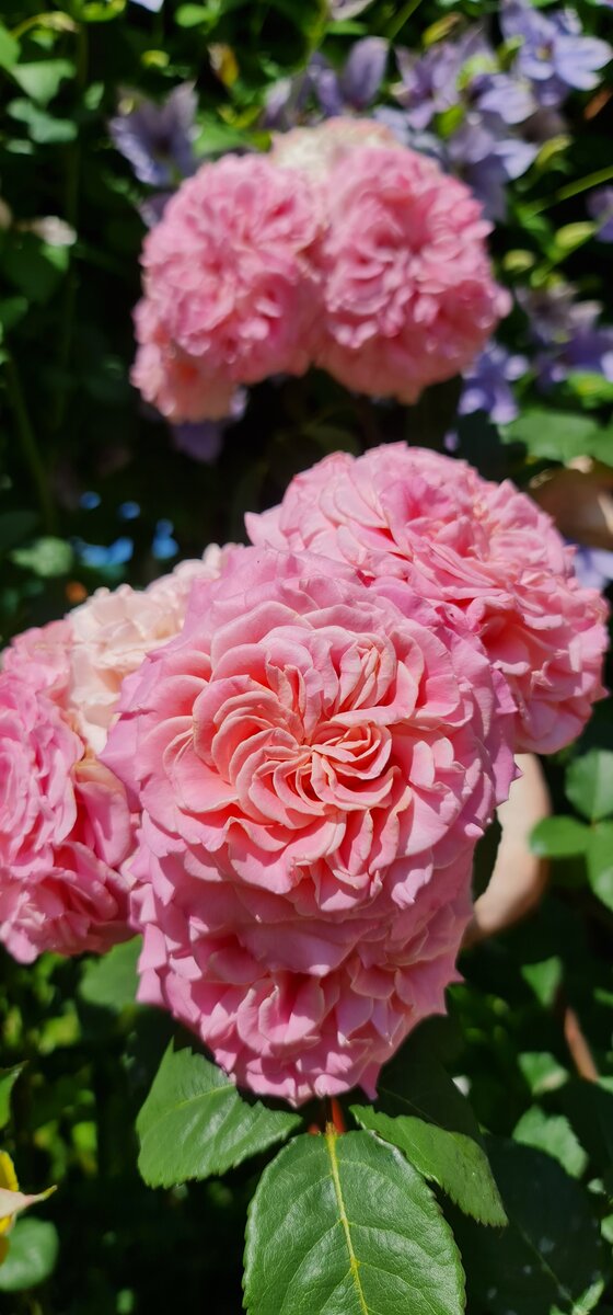 Чем подкормить розы в июле, чтобы они обильно цвели до заморозков дача,сад и огород,цветоводство