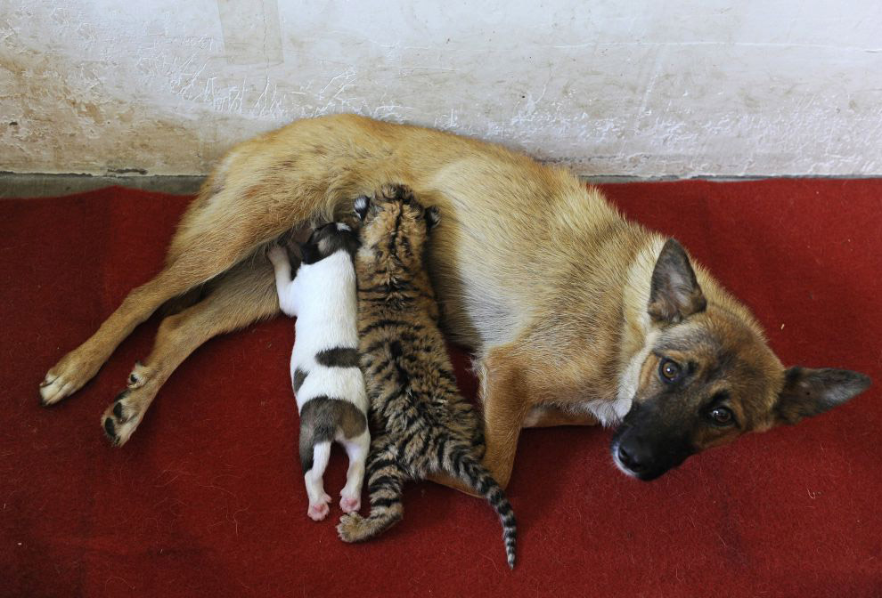 Собака вместе со своим щенком выкармливает тигренка