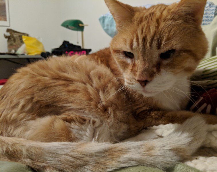 Как выглядят коты, когда стареют картинки,супер