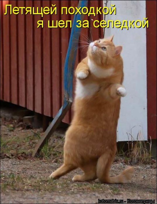 Мысли вслух :)