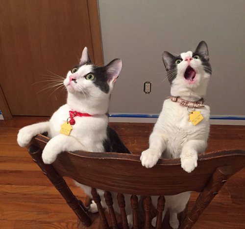 Самые артистичные кошки, достойные Оскара (29 фото)