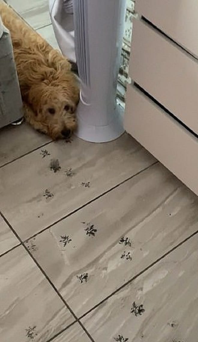 Пес и следы