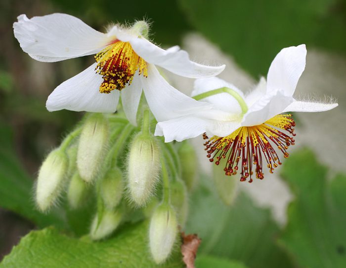 спарманию африканскую(Sparmannia africana)