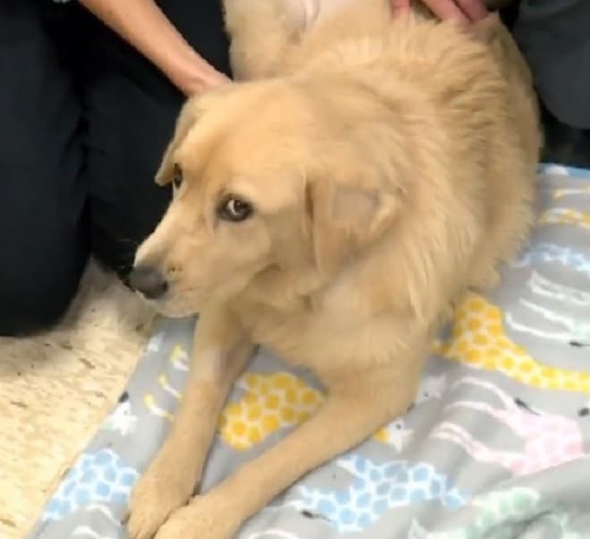 У собаки отказывали почки, а лечение не помогало. Спасти животное могла только необычная операция 